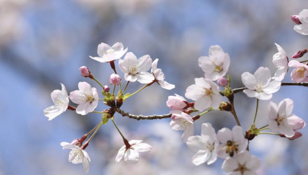 Blossom